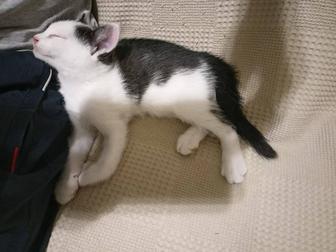 Отдам котенка в заботливые руки