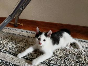 Отдам котенка в заботливые руки (в семью без маленьких детей).