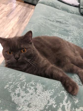 Отдам кота в добрые руки