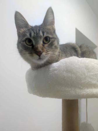 Ласковая кошечка- подросток в добрые руки