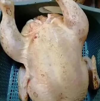 Куры домашние