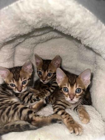 Продам котенка бенгала