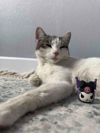 Найдена кошка
