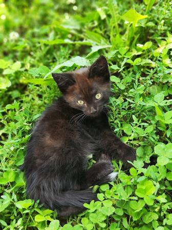 Котята-крысоловы, 2 месяца