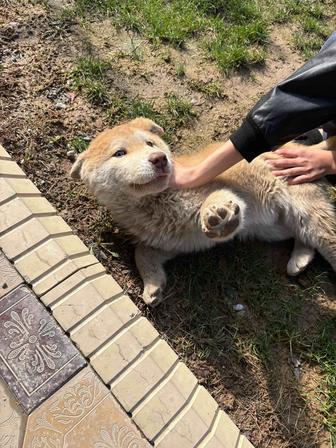 Продаю собаку