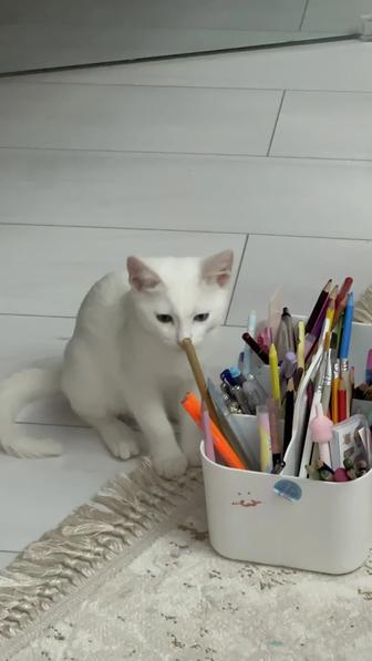 Отдам котенка в добрые руки