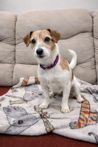 Девочка Джек Рассел терьер, 5 лет