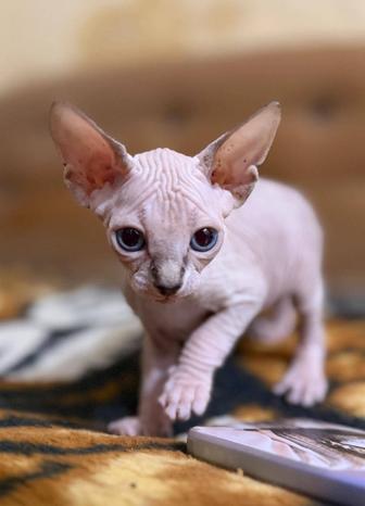 Продажа котят породы Канадский сфинкм
