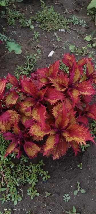 Колеус. Комнатный и уличный цветок.