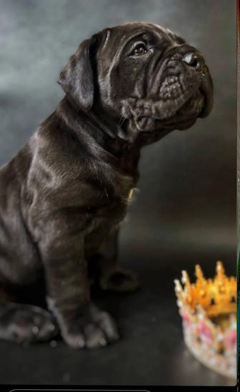 Девочка кане