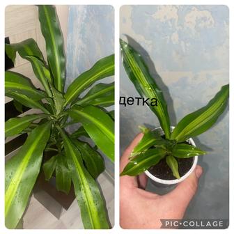 Драцена душистая (Dracaena fragrans)