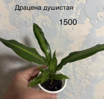 Драцена душистая (Dracaena fragrans)