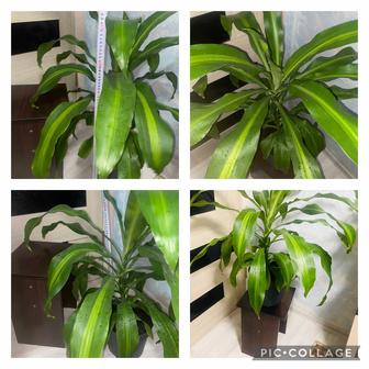 Драцена душистая (Dracaena fragrans)