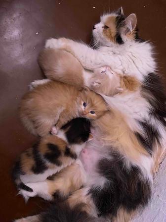 Отдам в добрые руки котят