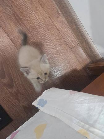 Отдам котенка сиамского в хорошую семью