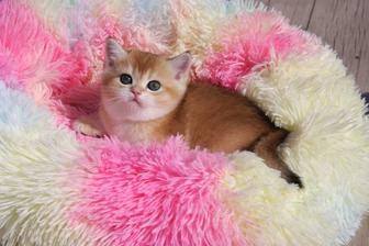 Продажа золотой шиншиллы!