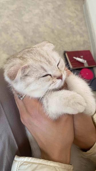 Продам кошку шотландский вислоухий