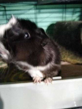 Морские свинки в добрые руки