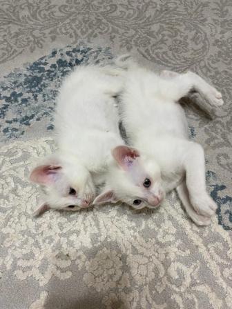 Отдам котят в хорошие руки. Срочно! Бесплатно!