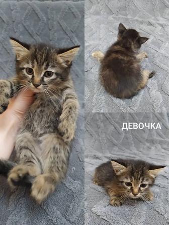 В хорошие руки, котята ждут своего хозяина !!!