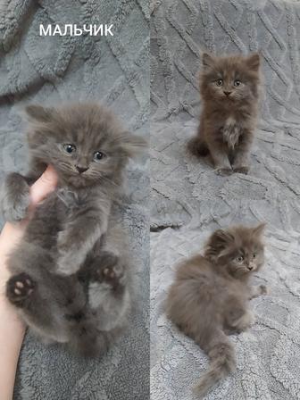 В хорошие руки, котята ждут своего хозяина !!!