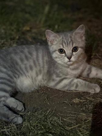 Продам кошку шотланд и британские