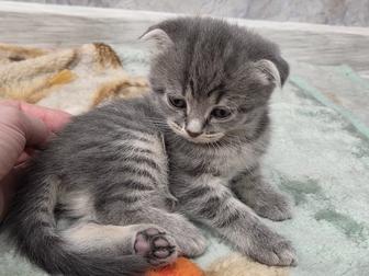 Отдам котенка в хорошие добрые руки