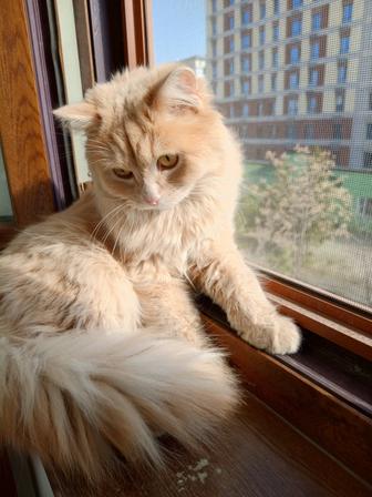 Отдам кота в добрые руки