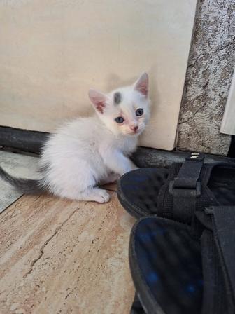Отдам котенка