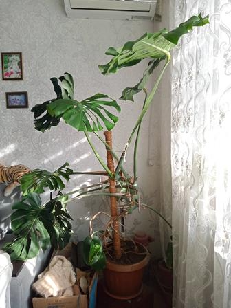 Цветок монстера