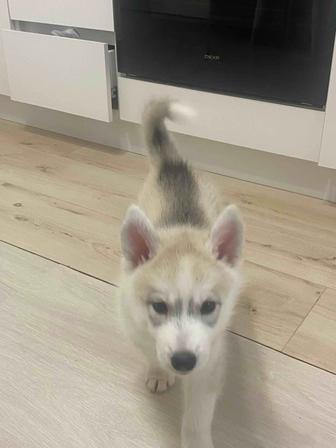 Сибирская хаски щенок два месяца (девочка)