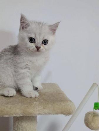 Шикарные британские короткошерстные котята серебристого шиншиллы