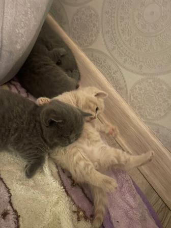Британские породистые котята