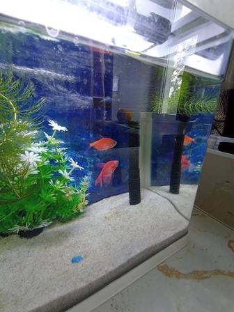 Продам новый аквариум с рыбками и со всеми принадлежностями