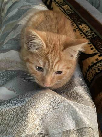 Отдам рыжего котенка