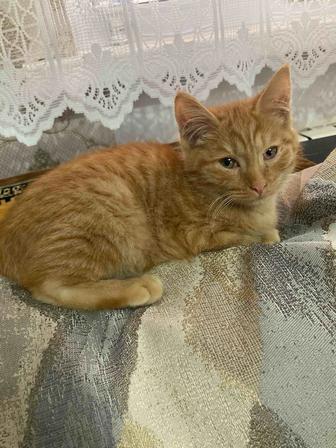 Отдам рыжего котенка
