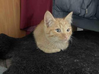 Отдам рыжего котенка