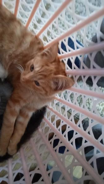 Отдам рыжего котенка