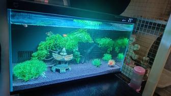 Умный аквариум Xiaomi с рыбками