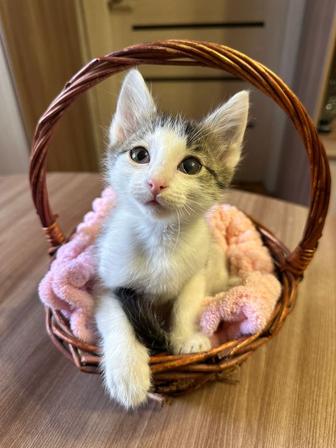Котенок ищет дом