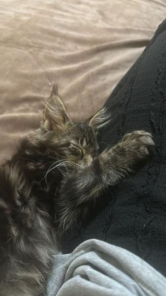 Котенок девочка