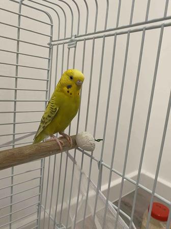 Продам попугая с клеткой