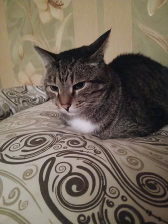 Отдам кота в добрые руки