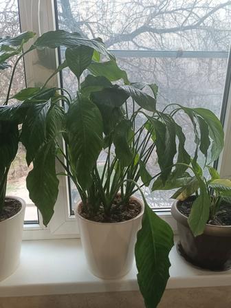 Спатифиллум 60 см