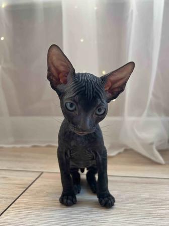 Котята сфинкс