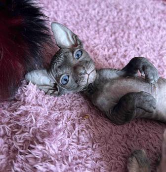 Котята сфинкс