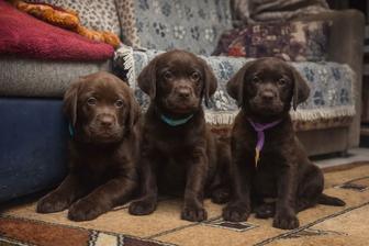 Щенки лабрадора ретривера