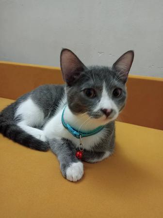 Кот ,британец