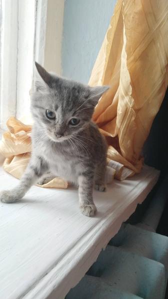 Отдам даром котенка мальчика