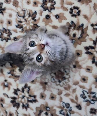 Котенок девочка 2 месяца